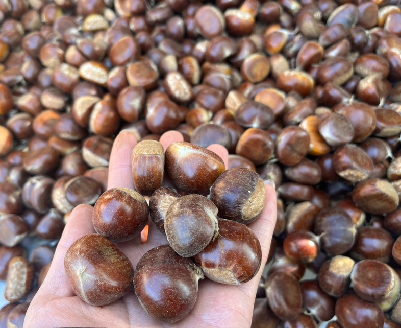 阳光明媚的秋日午后,一群身穿传统服饰的村民正在平坦的晒场上忙碌,地上铺满了刚从外壳中取出的新鲜油栗,金黄饱满,散发着自然光泽。旁边堆放着带刺的空壳和竹筐,背景可见村落屋舍和远山 农民在晒场上手工摊开新鲜采摘的封开油栗进行晾晒