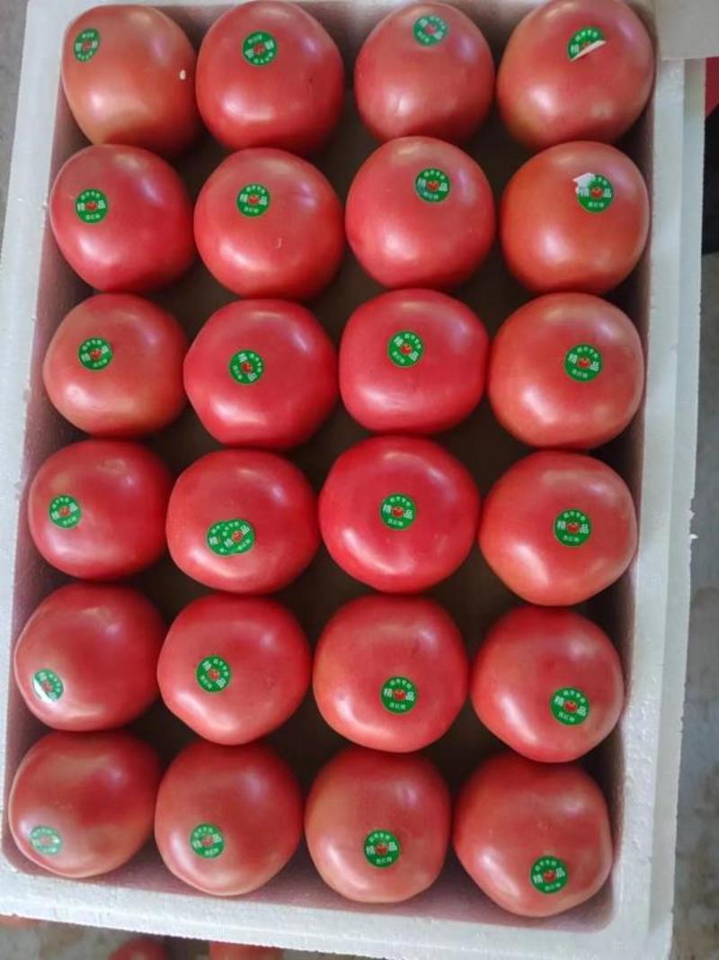 【精品】硬粉西红柿品质保证一手货源可对接商超市场