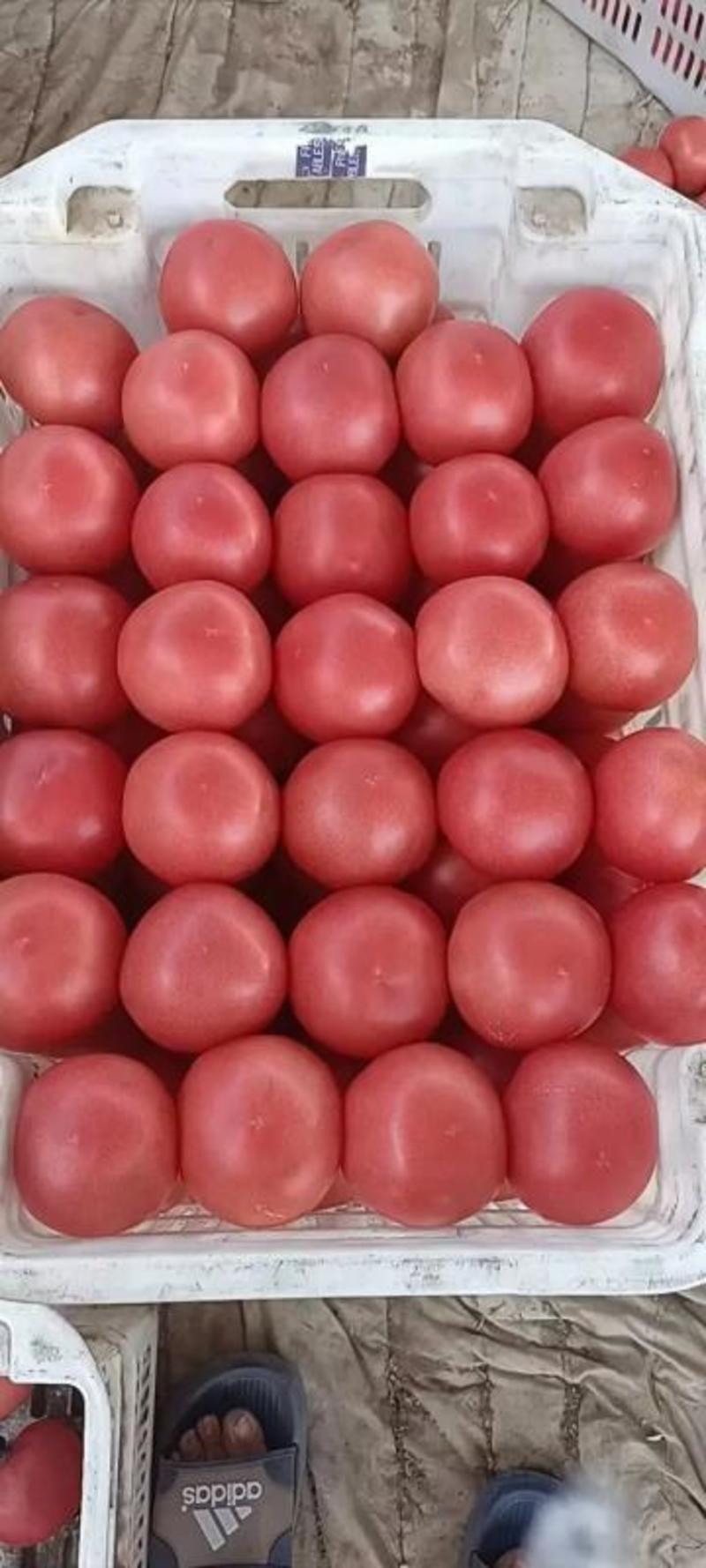 【精品】硬粉西红柿品质保证一手货源可对接商超市场