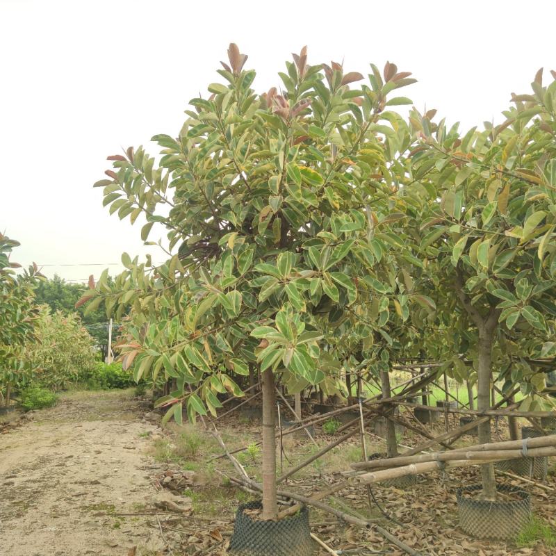 2310基地到期清场处理花叶橡胶榕橡皮树10-15