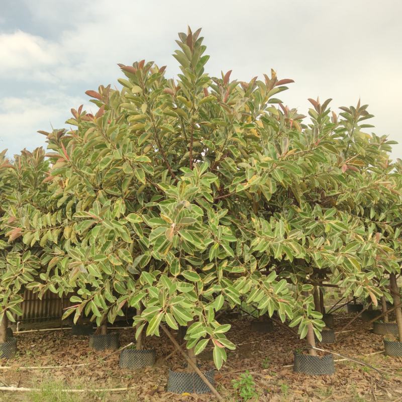 2310基地到期清场处理花叶橡胶榕橡皮树10-15