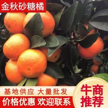 【推荐】四川金秋砂糖橘，皮薄多汁，诚信经营，支持视频看货