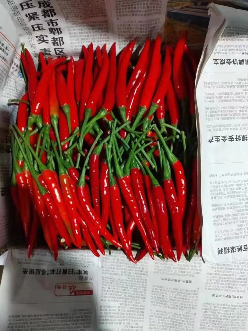 广西小米椒，新苗上市，保质保量，产地一手货源