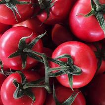 山东西红柿大量上市对接全国市场品质保证欢迎咨询