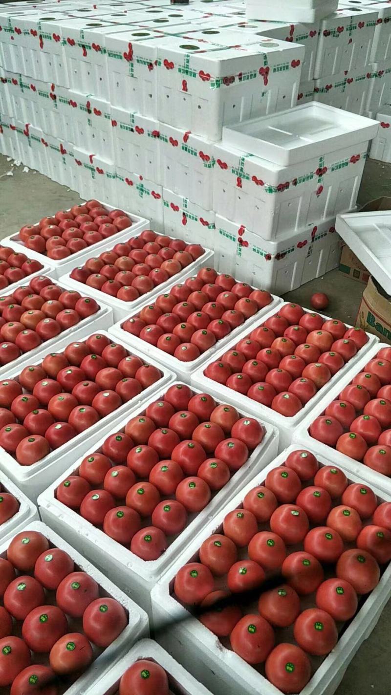 山东西红柿大量上市对接全国市场品质保证欢迎咨询