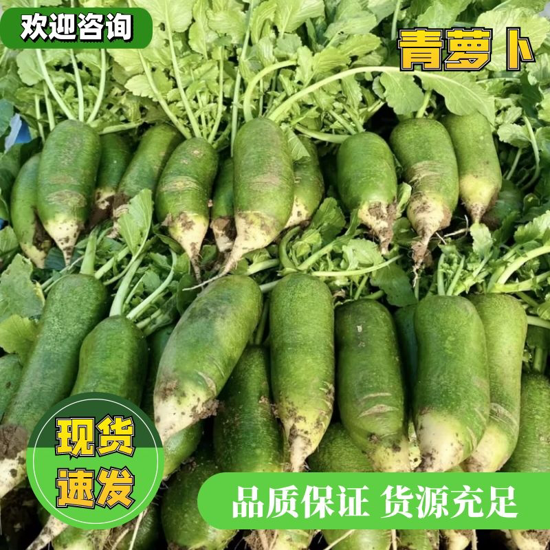【精选】河南青萝卜-产地直发-量大从优-价格优惠-可看货
