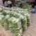 【精选】河南青萝卜-产地直发-量大从优-价格优惠-可看货