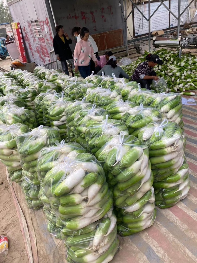 【精选】河南青萝卜-产地直发-量大从优-价格优惠-可看货