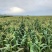 万糯2000白糯玉米水果玉米大量上市，支持电商可发全国