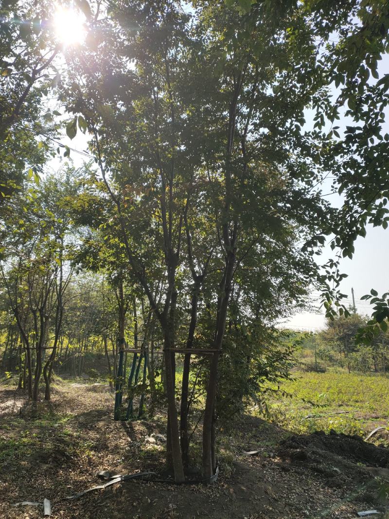 朴树基地供应多杆丛生朴树6-30公分绿化朴树