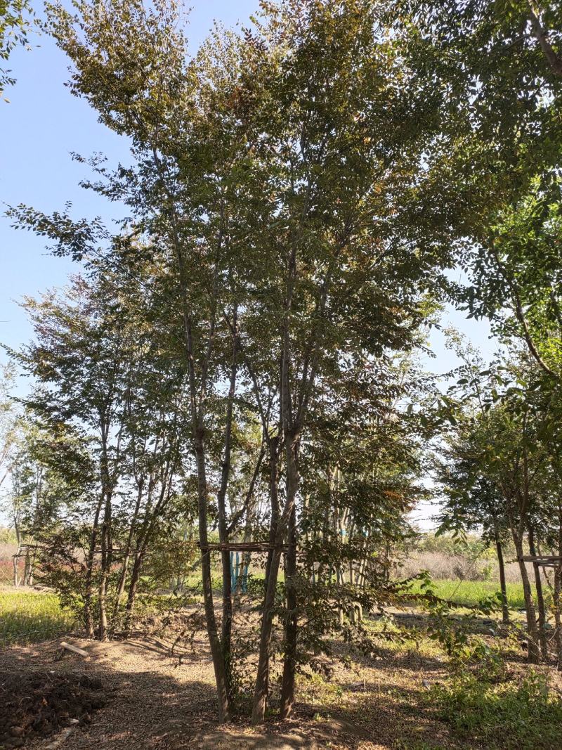 朴树基地供应多杆丛生朴树6-30公分绿化朴树