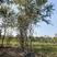 朴树基地供应多杆丛生朴树6-30公分绿化朴树