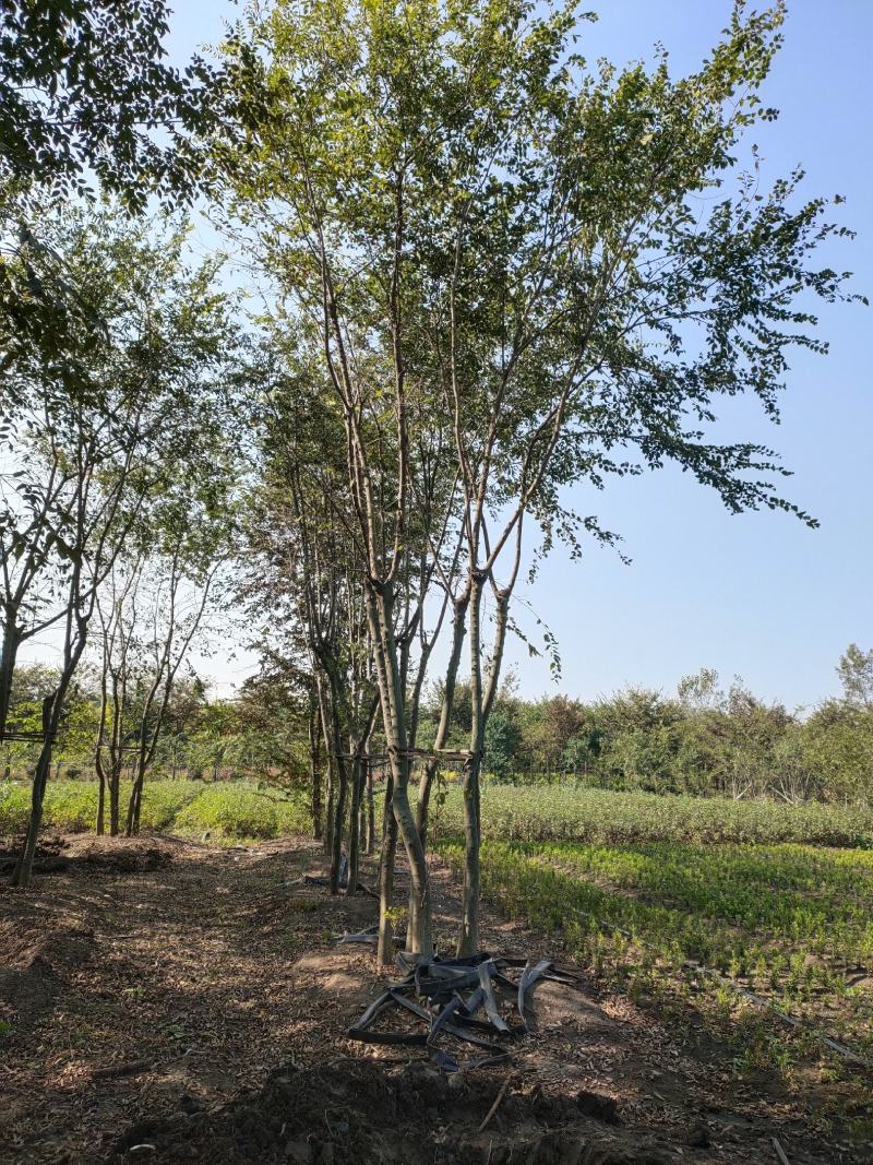 朴树基地供应多杆丛生朴树6-30公分绿化朴树
