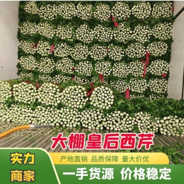 【诚信】内黄县大棚皇后西芹水洗装袋专业工人打捆做工精细