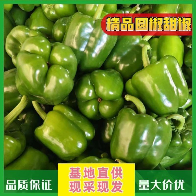 【诚信经营】内黄县大棚圆椒菜椒型状好颜色亮货量足价格低