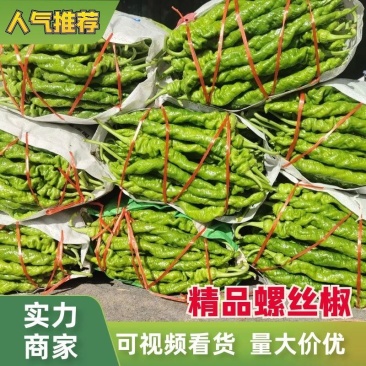 【诚信经营】河南省内黄县陇椒螺丝椒香辣可口货量足价格低