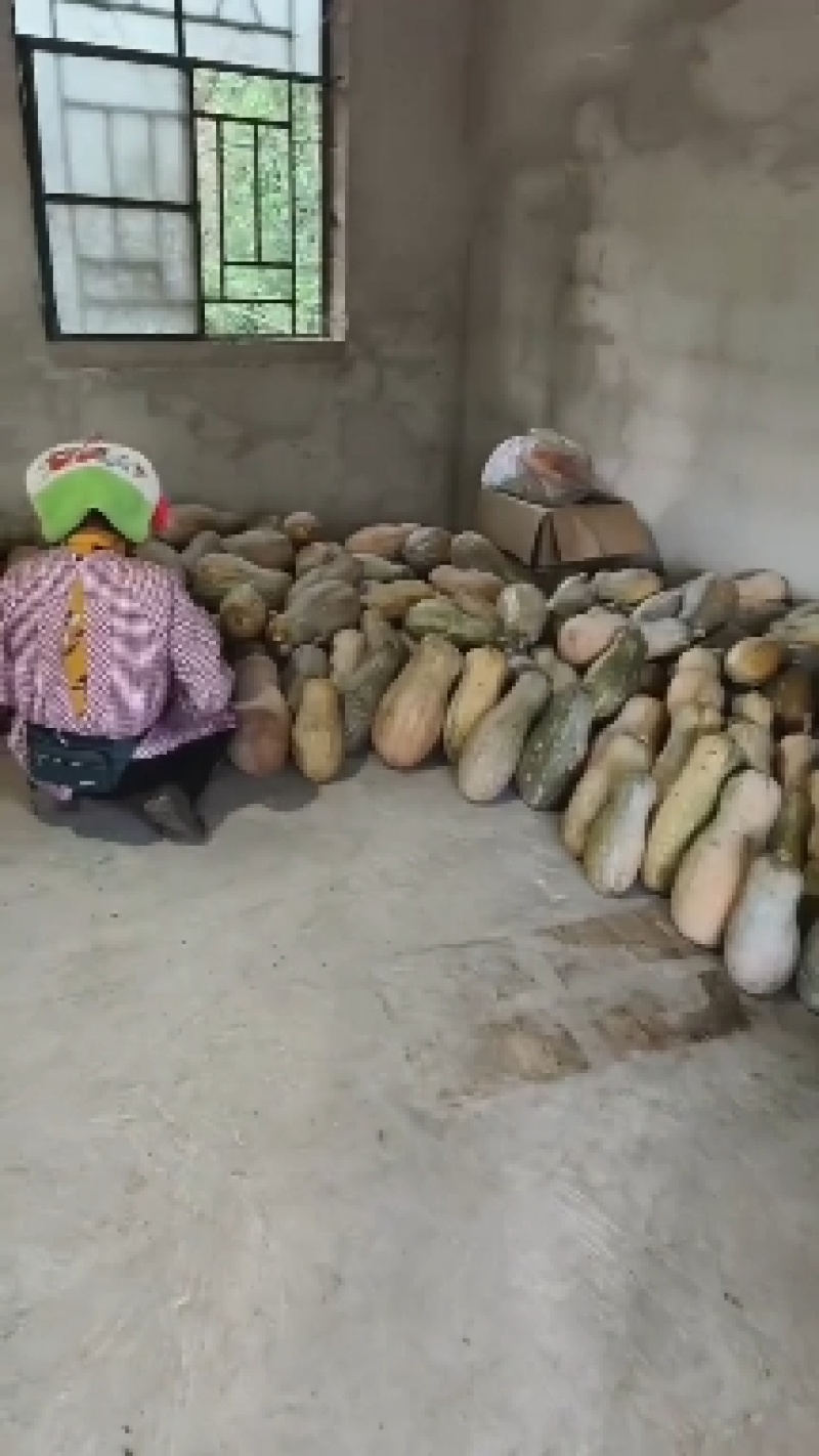 密本南瓜