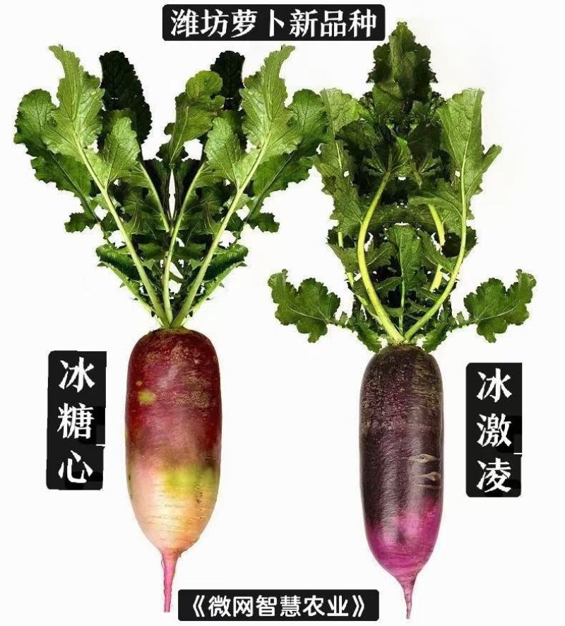 潍县萝卜，冰激凌紫萝卜礼盒，凤梨萝卜，电商，加工厂，平台