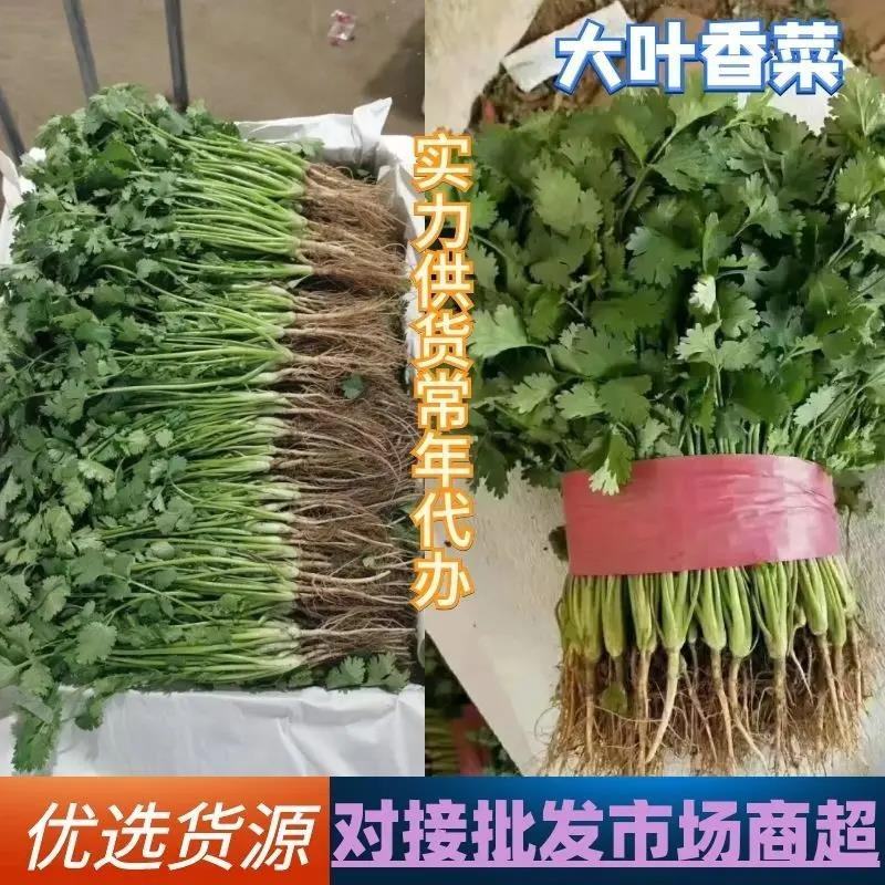 【全年供应】河北邯郸精品大叶香菜产地直发，全国发货