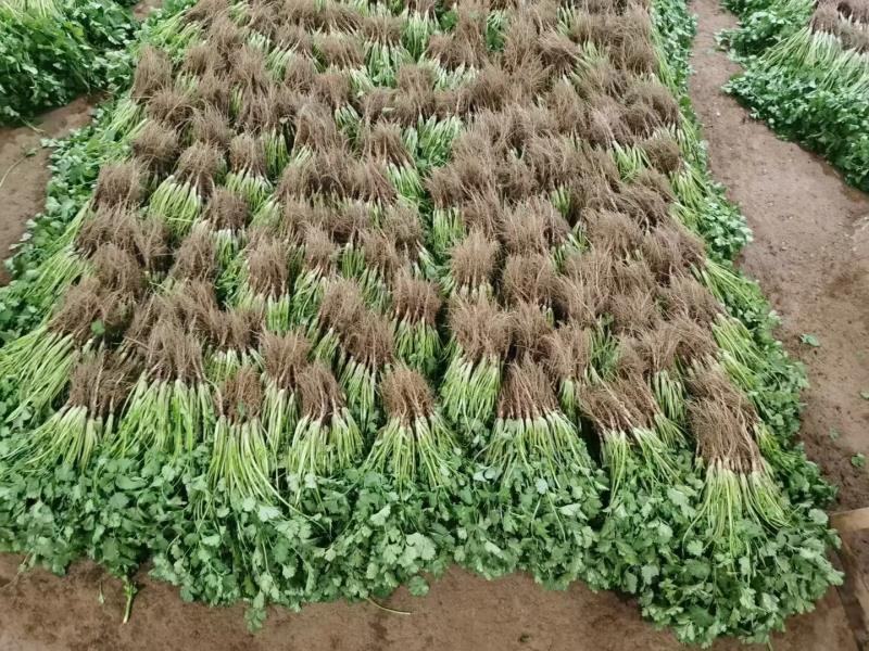 香菜幼苗密度对比图