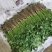 【全年供应】河北邯郸精品大叶香菜产地直发,全国发货