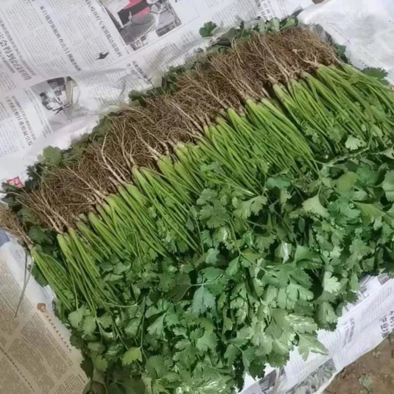 【全年供应】河北邯郸精品大叶香菜产地直发，全国发货