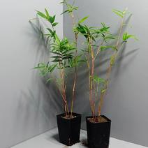 红观音竹红竹竹子盆栽自家种植的竹子一盆3-5杆