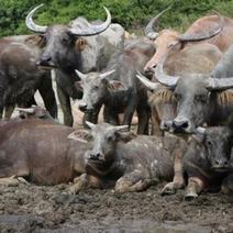 缅甸水牛1000斤左右/头，正关进口有配额。