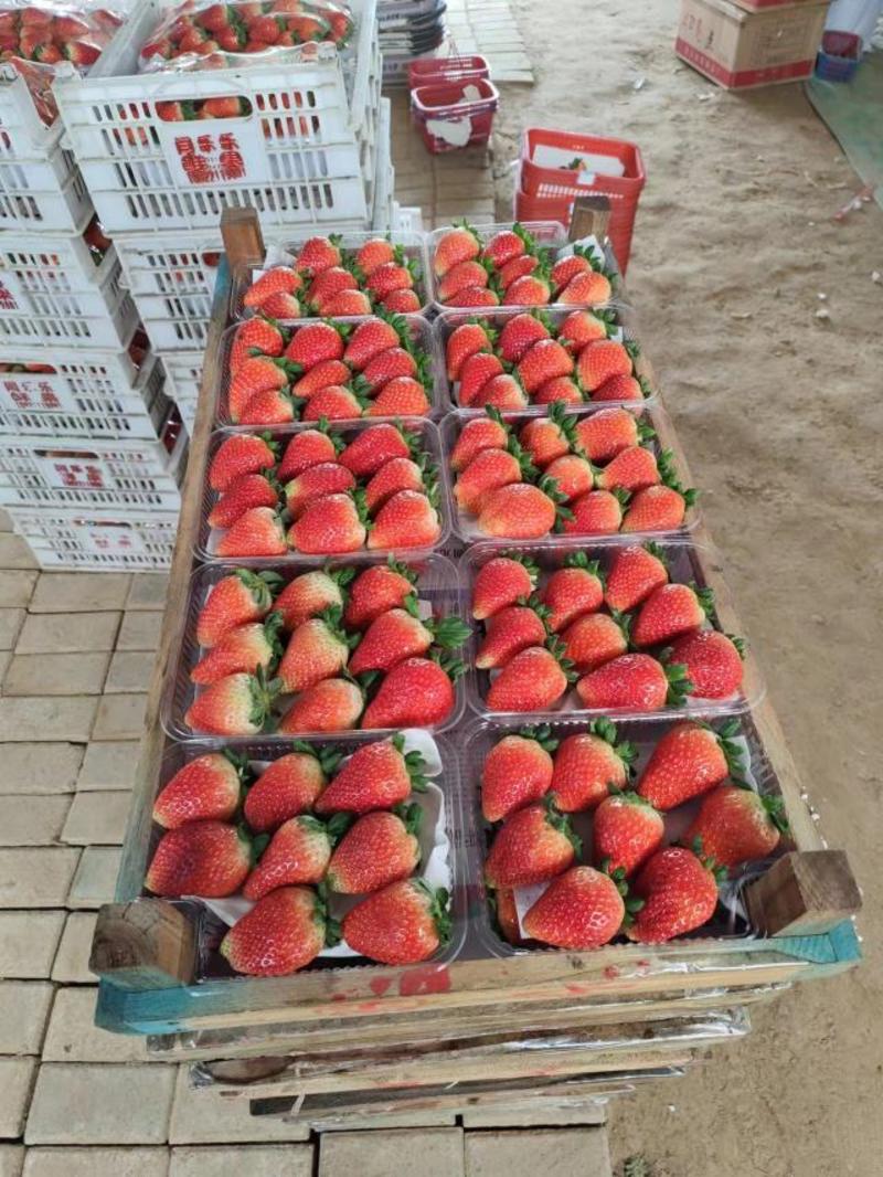 【天仙醉草莓】河南精品草莓，贵妃草莓，品种齐全，量大从优