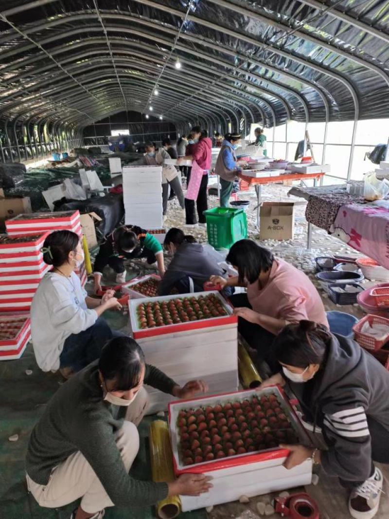 【天仙醉草莓】河南精品草莓，贵妃草莓，品种齐全，量大从优