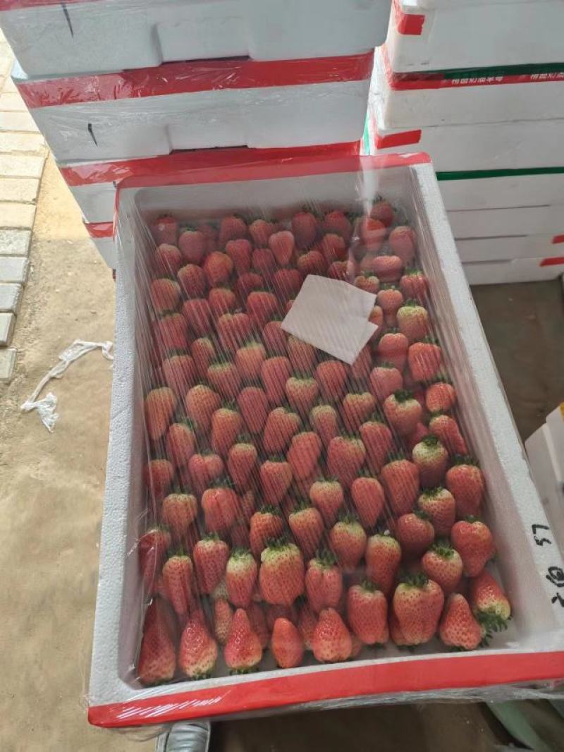 【贵妃草莓】精品草莓，天仙醉草莓，现摘现发，诚信经营
