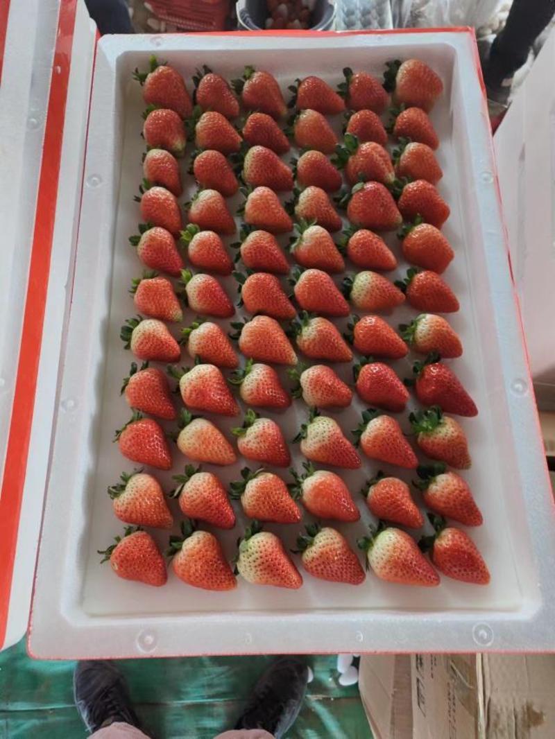 【贵妃草莓】精品草莓，天仙醉草莓，现摘现发，诚信经营