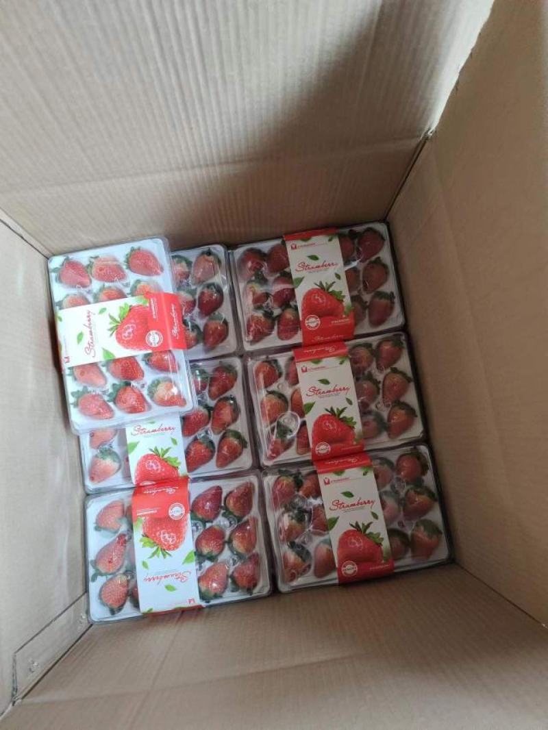 【贵妃草莓】精品草莓，天仙醉草莓，现摘现发，诚信经营