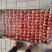 【贵妃草莓】精品草莓，天仙醉草莓，现摘现发，诚信经营