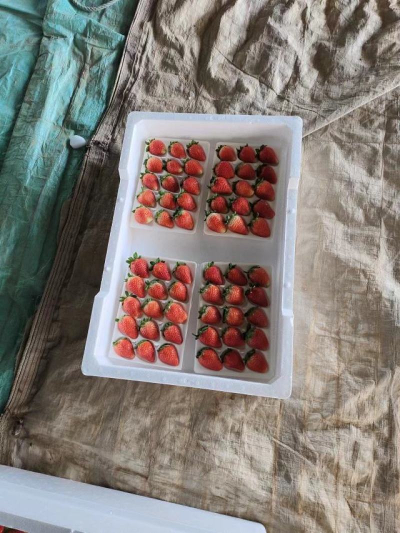 【贵妃草莓】精品草莓，天仙醉草莓，现摘现发，诚信经营