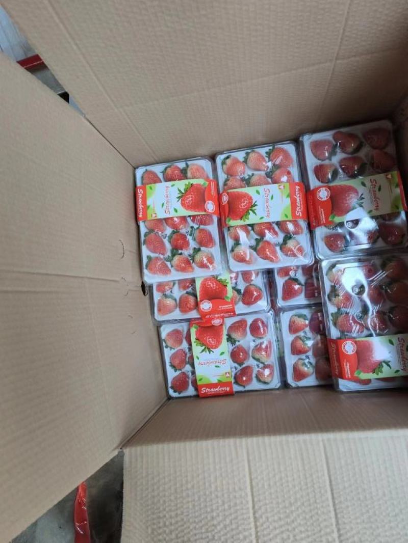 【贵妃草莓】精品草莓，天仙醉草莓，现摘现发，诚信经营