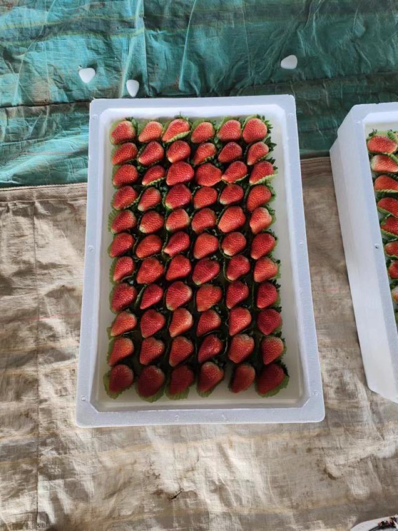 【贵妃草莓】精品草莓，天仙醉草莓，现摘现发，诚信经营