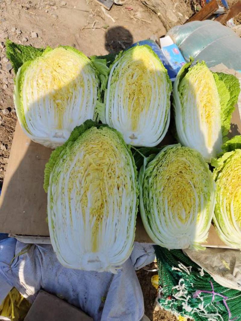 精品黄心白菜质量好价格公道可供批发市场超市