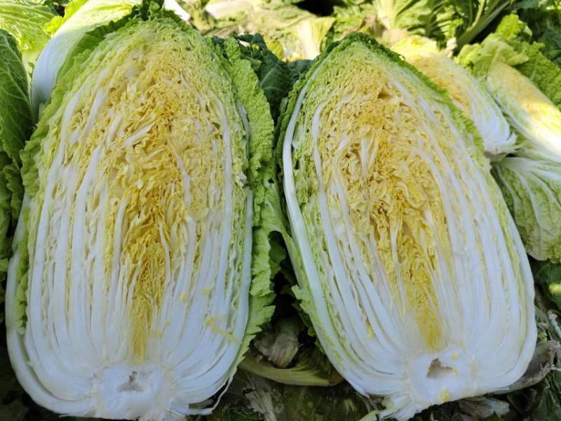 精品黄心白菜质量好价格公道可供批发市场超市