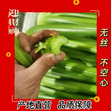 精品西芹产地直供，提前预定。现砍入库打冷装货。