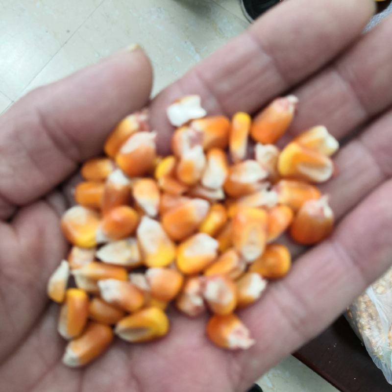 收购玉米
