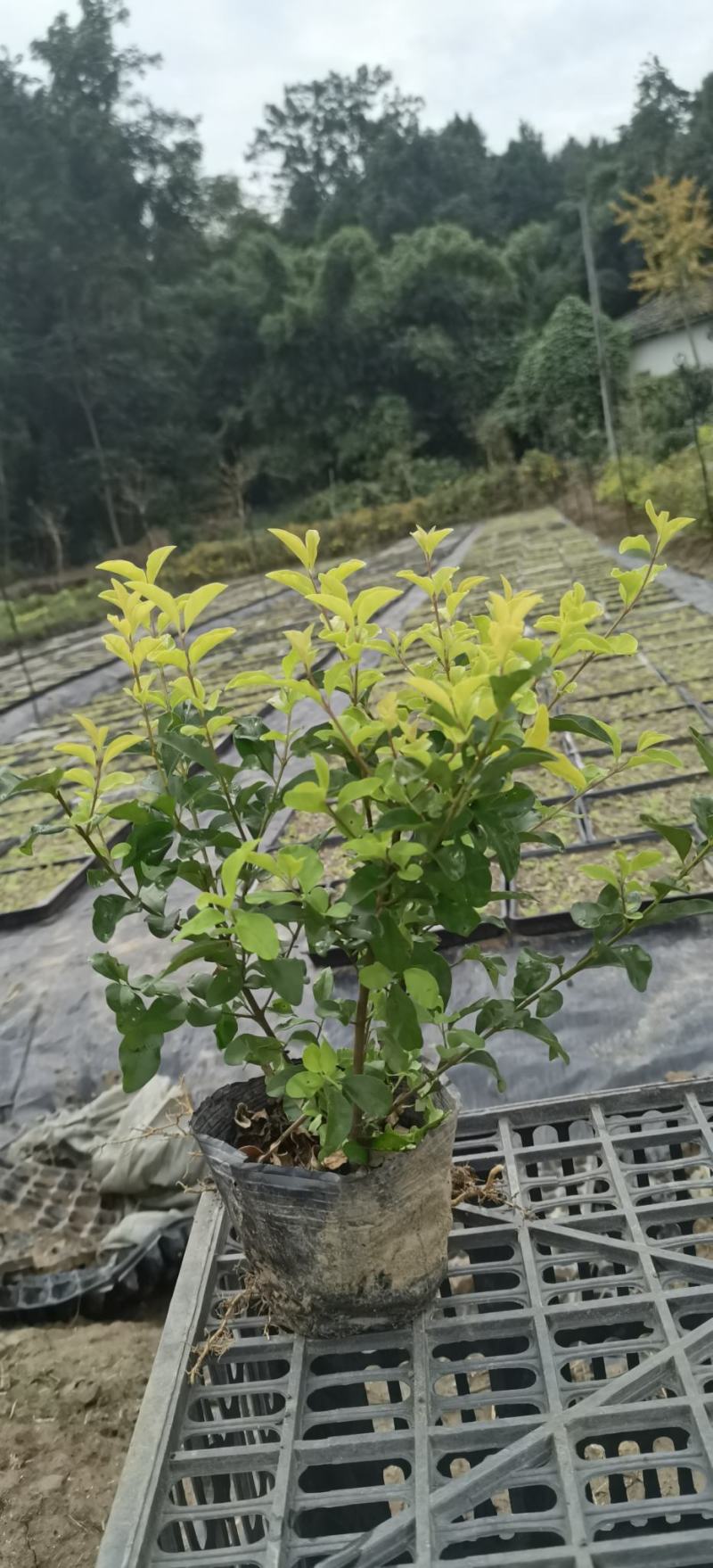 16杯金禾女贞