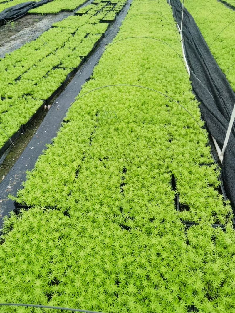 金叶佛甲草
