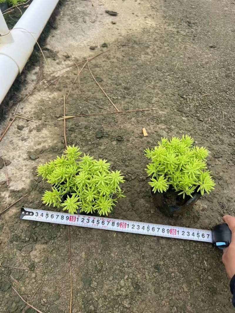 金叶佛甲草