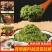 宫廷居5斤40斤韭菜花酱大桶装新鲜韭花酱商用烤肉蘸料火锅
