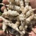 新鲜地环螺丝菜宝塔菜泡菜甘露子草石蚕地牯牛现挖现宝塔菜新