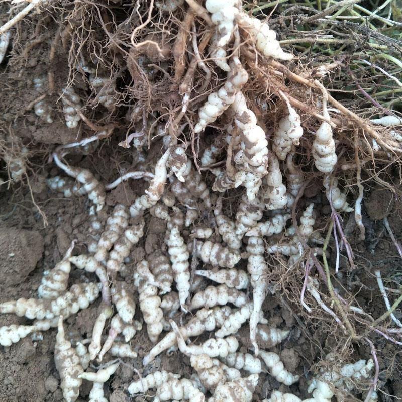 新鲜地环螺丝菜宝塔菜泡菜甘露子草石蚕地牯牛现挖现宝塔菜新