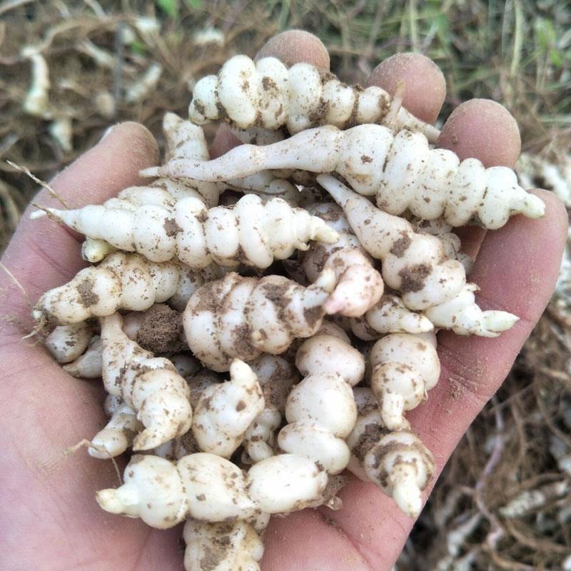 新鲜地环螺丝菜宝塔菜泡菜甘露子草石蚕地牯牛现挖现宝塔菜新