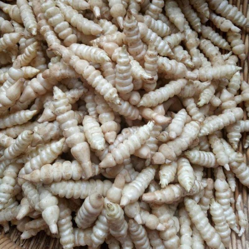 新鲜地环螺丝菜宝塔菜泡菜甘露子草石蚕地牯牛现挖现宝塔菜新