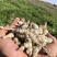 新鲜地环螺丝菜宝塔菜泡菜甘露子草石蚕地牯牛现挖现宝塔菜新
